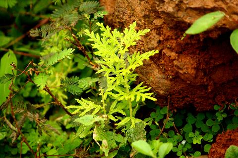 Goa Plants Trees - Download Goa Photos